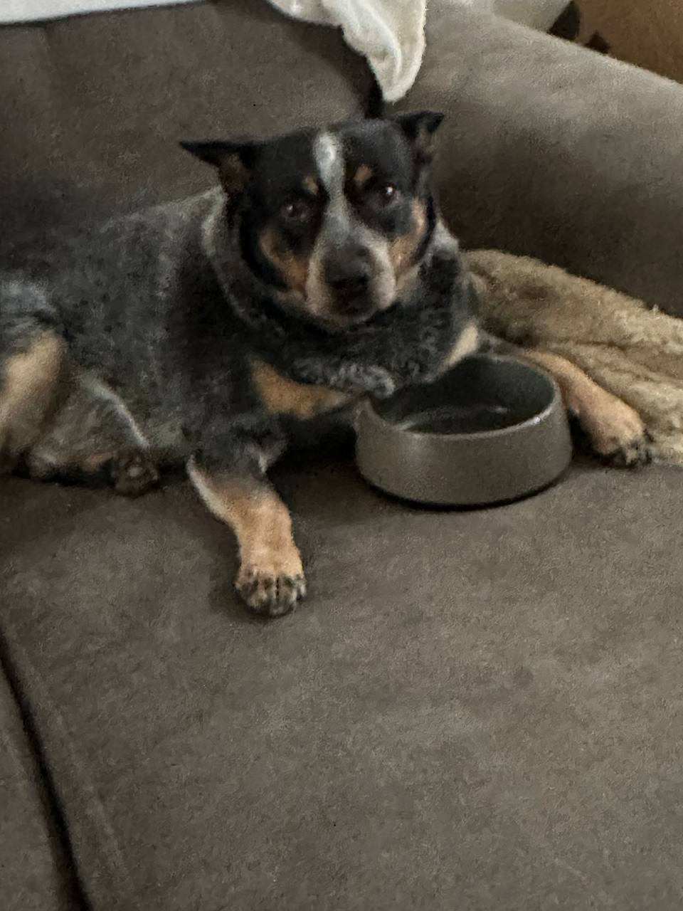 Sad Koda